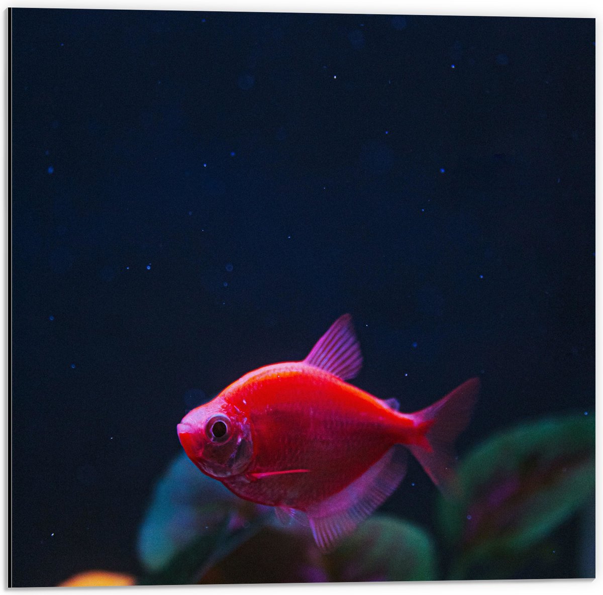 Dibond - Rode Vis in Aquarium - 50x50 cm Foto op Aluminium (Met Ophangsysteem)