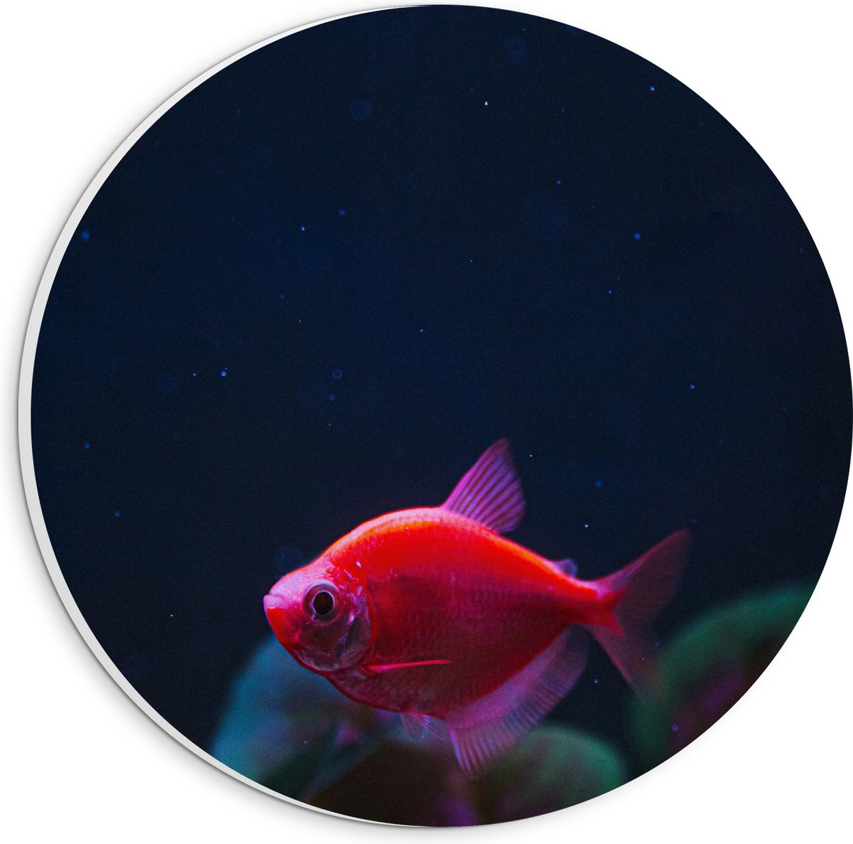 PVC Schuimplaat Muurcirkel - Rode Vis in Aquarium - 20x20 cm Foto op Muurcirkel (met ophangsysteem)