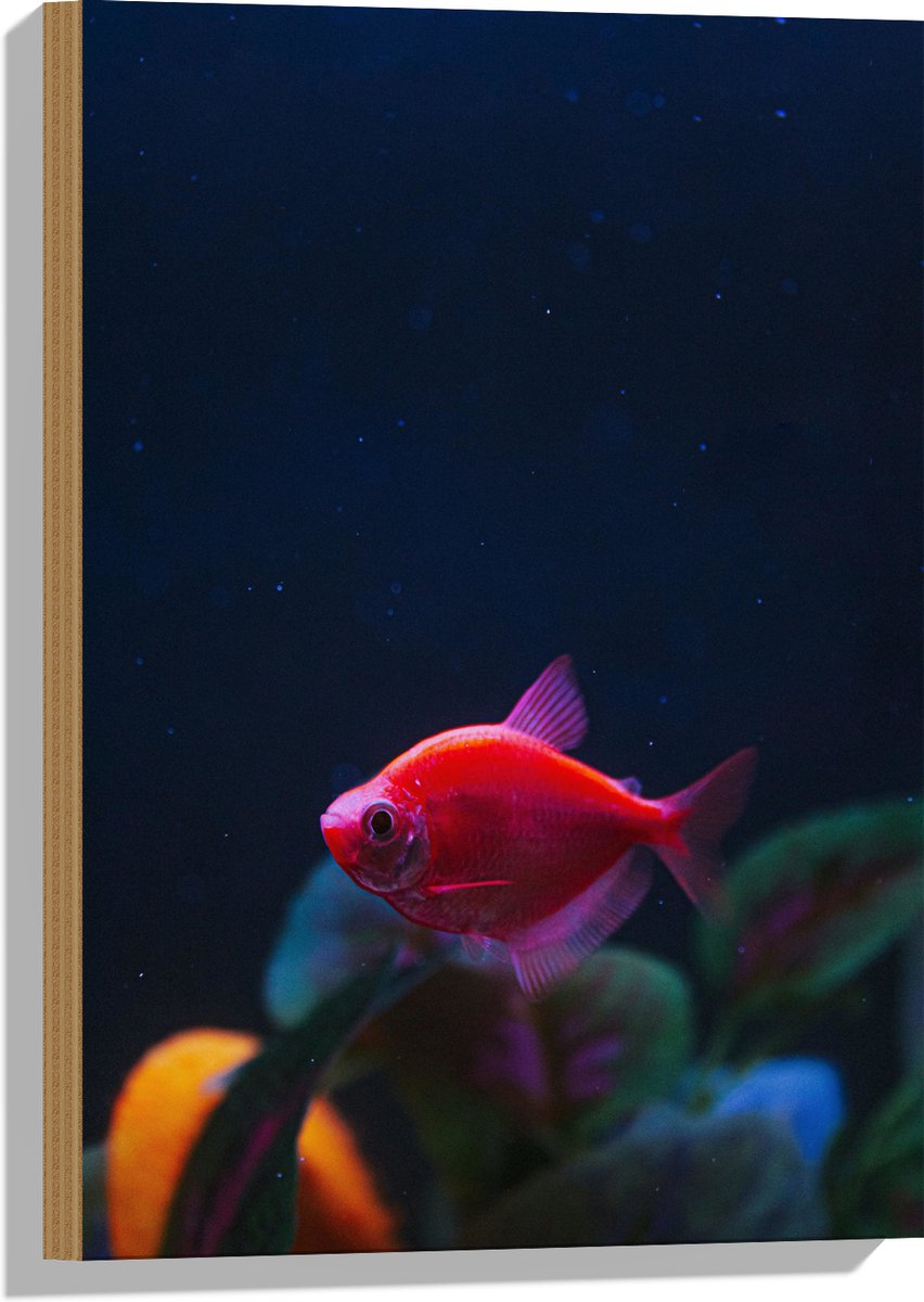 Hout - Rode Vis in Aquarium - 40x60 cm - 9 mm dik - Foto op Hout (Met Ophangsysteem)