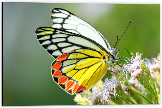 WallClassics - Dibond - Vlinder met Meerkleurige Vleugels op Roze Bloemetjes - 60x40 cm Foto op Aluminium (Met Ophangsysteem)