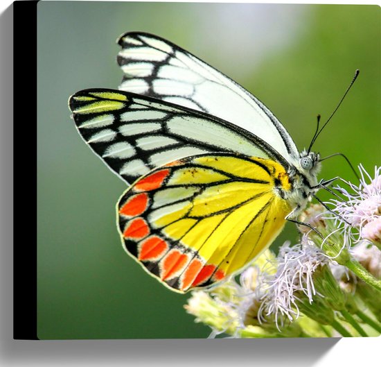 WallClassics - Canvas - Vlinder met Meerkleurige Vleugels op Roze Bloemetjes - 30x30 cm Foto op Canvas Schilderij (Wanddecoratie op Canvas)
