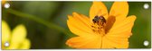 Tuinposter – Gele Bij Zoekend naar Nectar in Gele Bloem - 60x20 cm Foto op Tuinposter (wanddecoratie voor buiten en binnen)