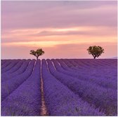 Poster Glanzend – Duo Bomen in Paars Lavendelveld onder Zachtkleurige Lucht - 100x100 cm Foto op Posterpapier met Glanzende Afwerking