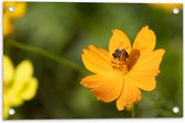 Tuinposter – Gele Bij Zoekend naar Nectar in Gele Bloem - 60x40 cm Foto op Tuinposter (wanddecoratie voor buiten en binnen)