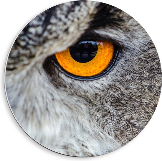 WallClassics - Cercle mural en panneau de mousse PVC - Gros plan d'une chouette grise avec oeil Oranje - Photo 40x40 cm sur cercle mural (avec système de suspension)