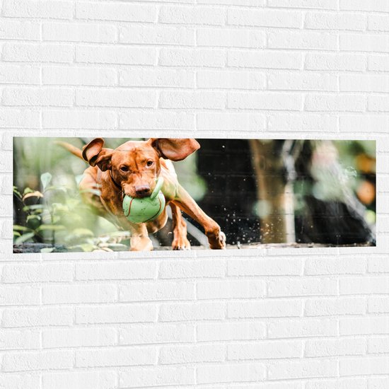 Muursticker - Spelende Hond met Bal bij Boomstam in Bos - 120x40 cm Foto op Muursticker