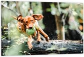 Tuinposter – Spelende Hond met Bal bij Boomstam in Bos - 120x80 cm Foto op Tuinposter (wanddecoratie voor buiten en binnen)