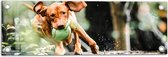 Tuinposter – Spelende Hond met Bal bij Boomstam in Bos - 60x20 cm Foto op Tuinposter (wanddecoratie voor buiten en binnen)