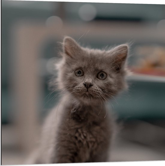 WallClassics - Dibond - Aankijkende Kitten in Camera - 80x80 cm Foto op Aluminium (Wanddecoratie van metaal)