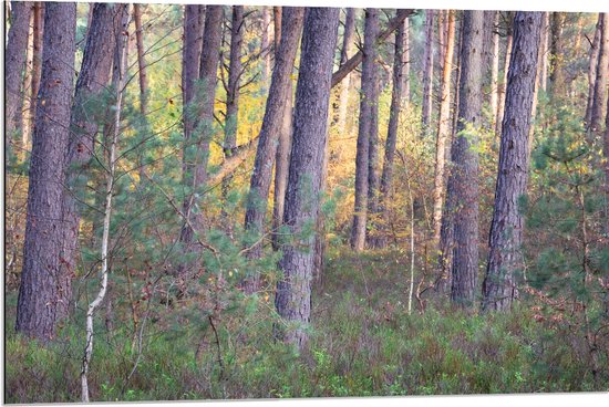 Dibond - Bomen in een Bos in Nederland - 90x60 cm Foto op Aluminium (Wanddecoratie van metaal)