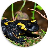 PVC Schuimplaat Muurcirkel - Close-up van Vuur Salamander tussen Groene Planten - 80x80 cm Foto op Muurcirkel (met ophangsysteem)