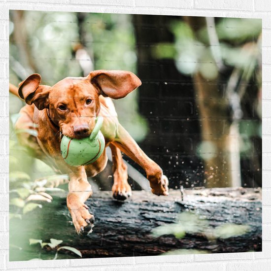Muursticker - Spelende Hond met Bal bij Boomstam in Bos - 100x100 cm Foto op Muursticker