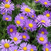 12x Dwerk aster (Aster alpinus 'Dunkle Schone') - P9 pot (9x9)