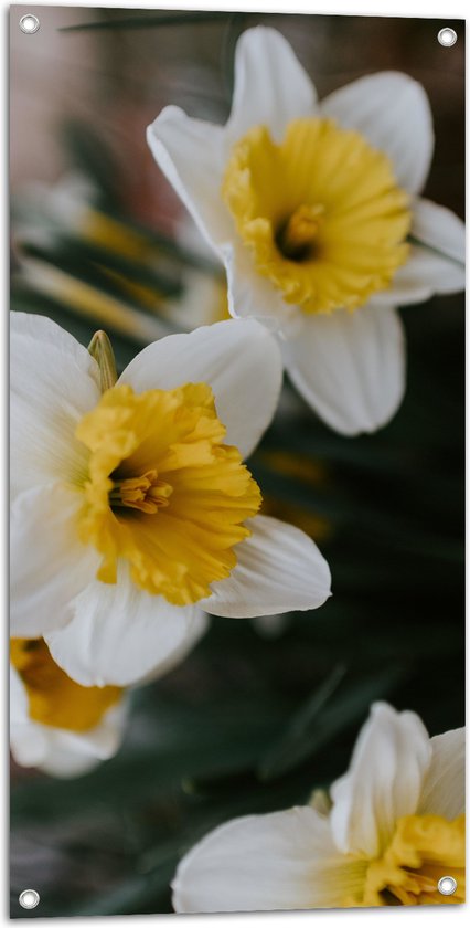WallClassics - Tuinposter – Multiflora Narcis Bloem in het Wit/Geel - 50x100 cm Foto op Tuinposter (wanddecoratie voor buiten en binnen)