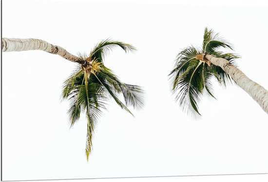 WallClassics - Dibond - Onderaanzicht van Twee Tropische Palmbomen - 120x80 cm Foto op Aluminium (Met Ophangsysteem)