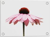 WallClassics - Poster Jardin - Vue Latérale Bloem Rose - 40x30 cm Photo sur Poster Jardin (décoration murale pour l'extérieur et l'intérieur)