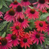 12x Échinacée (Echinacea 'Lokota Red') - Pot P9 (9x9)