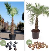 Kit de graines de palmier - Trachycarpus fortunei - Palmier chinois et Phoenix Roebelenii - Palmier dattier nain
