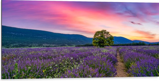Dibond - Lavendel Veld met Zonsondergang en Mooie Lucht - 100x50 cm Foto op Aluminium (Met Ophangsysteem)