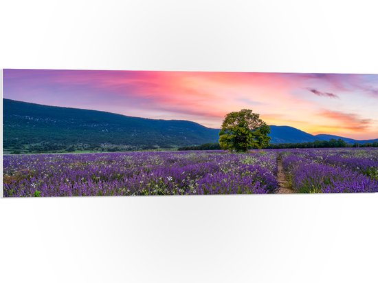 PVC Schuimplaat- Lavendel Veld met Zonsondergang en Mooie Lucht - 120x40 cm Foto op PVC Schuimplaat