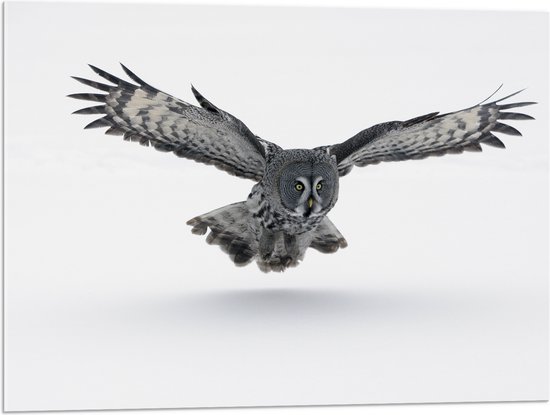 Acrylglas - Grijze Uil met Gespreide Vleugels op Witte Achtergrond - 80x60 cm Foto op Acrylglas (Met Ophangsysteem)