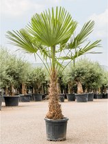 Trachycarpus Fortunei - Waaierpalm 205-215cm