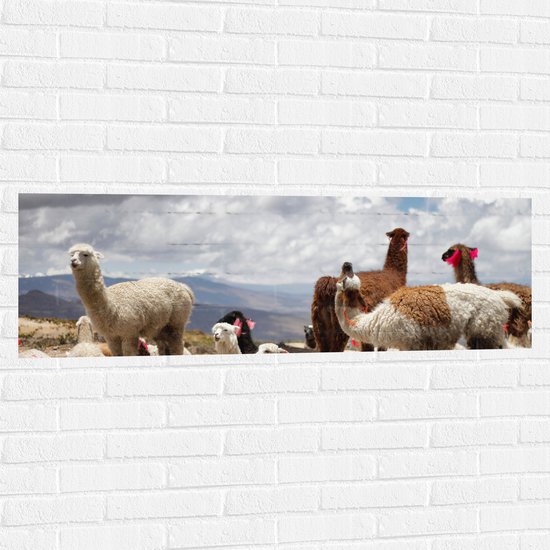 WallClassics - Muursticker - Alpaca's in de Bergen met Rode Versiering - 120x40 cm Foto op Muursticker