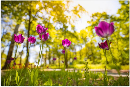 Poster Glanzend – Tulpen bij Elkaar in een Bos - 150x100 cm Foto op Posterpapier met Glanzende Afwerking