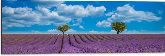 Dibond - Lavendelveld met Twee Bomen in de Verte - 90x30 cm Foto op Aluminium (Met Ophangsysteem)