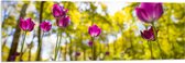 Acrylglas - Tulpen bij Elkaar in een Bos - 120x40 cm Foto op Acrylglas (Met Ophangsysteem)