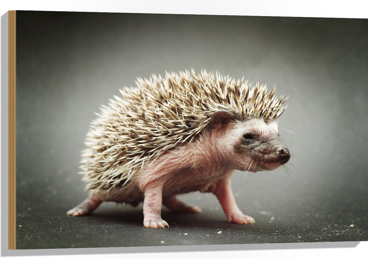 Hout - Kleine Baby Egel - 90x60 cm - 9 mm dik - Foto op Hout (Met Ophangsysteem)