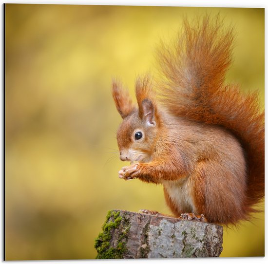 Dibond - Rode Eekhoorn in Herfst Kleuren - 50x50 cm Foto op Aluminium (Wanddecoratie van metaal)