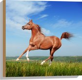 Hout - Rood Arabisch Paard met Blauwe Lucht - 50x50 cm - 9 mm dik - Foto op Hout (Met Ophangsysteem)