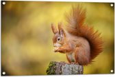 Tuinposter – Rode Eekhoorn in Herfst Kleuren - 90x60 cm Foto op Tuinposter (wanddecoratie voor buiten en binnen)