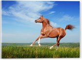 Acrylglas - Rood Arabisch Paard met Blauwe Lucht - 40x30 cm Foto op Acrylglas (Wanddecoratie op Acrylaat)