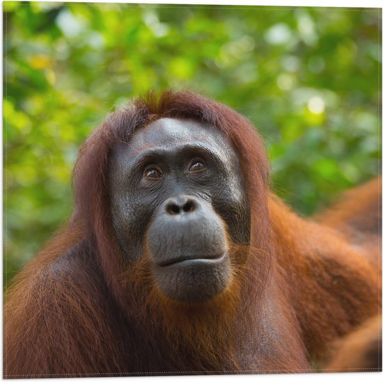 Vlag - Orang-Oetan Vrouwtje in de Bossen - 50x50 cm Foto op Polyester Vlag