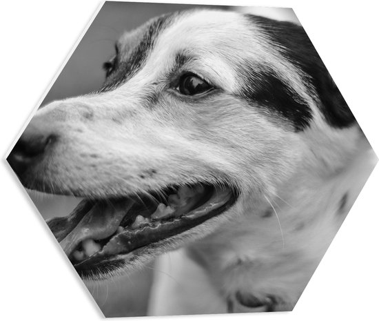 PVC Schuimplaat Hexagon - Opzijkijkende Hijgende Hond (Zwart- wit) - 50x43.5 cm Foto op Hexagon (Met Ophangsysteem)