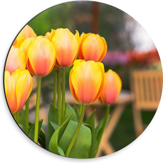 Dibond Muurcirkel - Groepje Oranje Tulpen op Terras - 30x30 cm Foto op Aluminium Muurcirkel (met ophangsysteem)