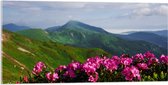 Acrylglas - Groepje Roze Bloemen op Top van Berg in Berglandschap - 100x50 cm Foto op Acrylglas (Met Ophangsysteem)