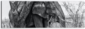 Dibond - Olifant Verstoppend achter Dunne Boom (Zwart-wit) - 60x20 cm Foto op Aluminium (Met Ophangsysteem)