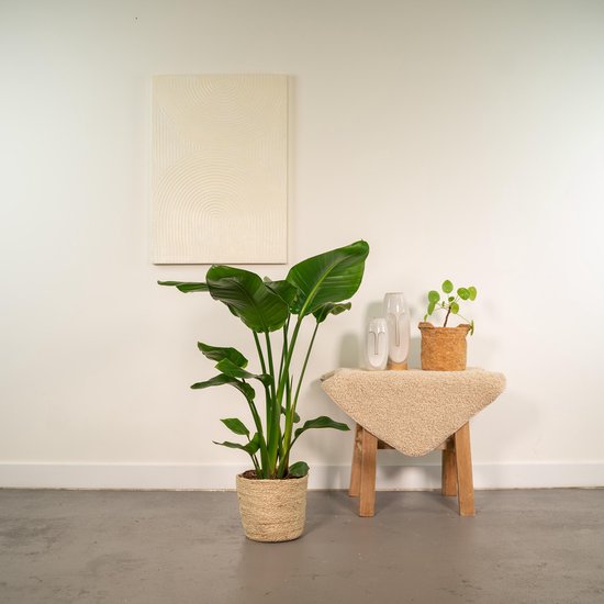 Paradijsvogelplant - Set van 2 - Strelitzia nicolai - Hoogte 55-70cm