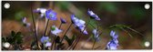 Tuinposter – Groepje Blauwe Hepitaca Bloemen - 60x20 cm Foto op Tuinposter (wanddecoratie voor buiten en binnen)