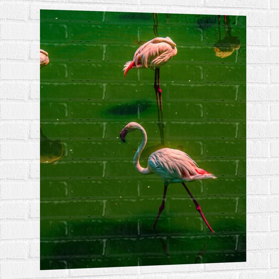Muursticker - Groepje Flamingo's Staand in Groenkleurig Water - 75x100 cm Foto op Muursticker