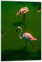PVC Schuimplaat- Groepje Flamingo's Staand in Groenkleurig Water - 60x90 cm Foto op PVC Schuimplaat