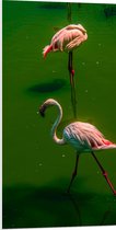 PVC Schuimplaat- Groepje Flamingo's Staand in Groenkleurig Water - 50x100 cm Foto op PVC Schuimplaat