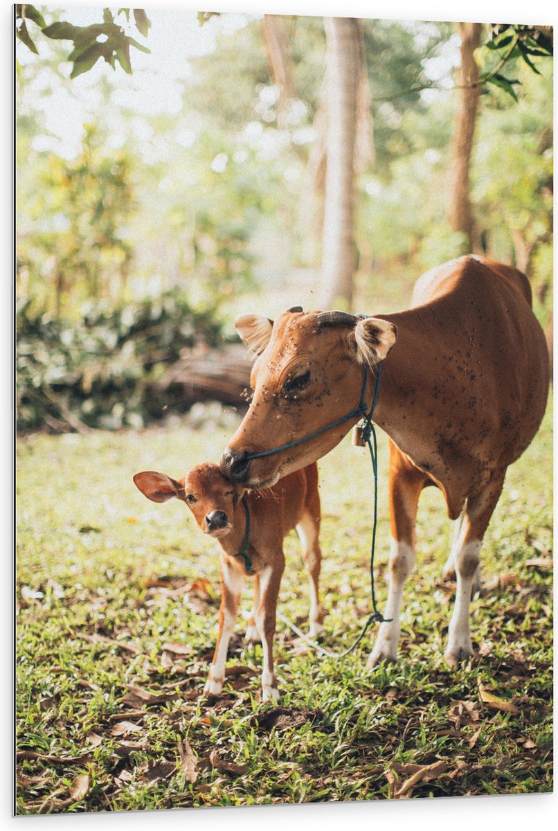 Dibond - Ree met Baby in het Gras van een Bos - 80x120 cm Foto op Aluminium (Met Ophangsysteem)
