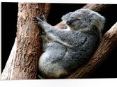 PVC Schuimplaat- Koala Liggend op Smalle Boomstammen tegen Zwarte Achtergrond - 75x50 cm Foto op PVC Schuimplaat