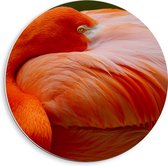 PVC Schuimplaat Muurcirkel - Flamingo met Kop tussen Roze Verven - 40x40 cm Foto op Muurcirkel (met ophangsysteem)