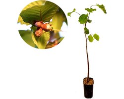 Corylus avellana 'Giagli', hazelnootboom / hazelaar - Hoogte +80cm - 2 liter pot