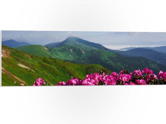 PVC Schuimplaat- Groepje Roze Bloemen op Top van Berg in Berglandschap - 90x30 cm Foto op PVC Schuimplaat